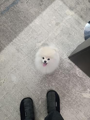 купить щенка: Шпиц, 4 месяца, Самец, С прививкой, С родословной — 4