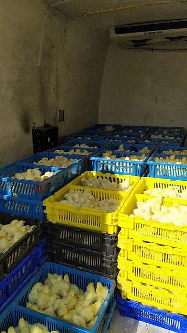 Башка жаныбарлар: Инкубационные услуги на савремном оборудование инкубируем для — 9