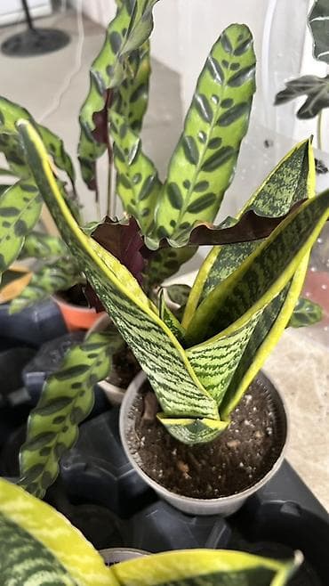 Бөлмө өсүмдүктөрү: Сансевиерия лауренти (Sansevieria Trifasciata ‘Laurentii’) — — 5