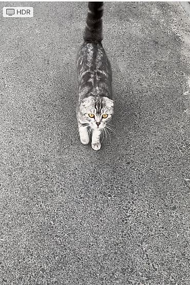 кошки маин кун: Отдам В ответственные руки для кошки скоттиш Фолд для мамы и для её — 3