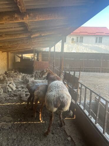 продажа щенков немецкой овчарки с документами в бишкеке: Продаю | Баран (самец) | Арашан, Гиссарская, Полукровка | Для разведения | Племенные — 2