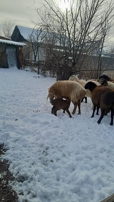 бирки для баранов: Продаю | Овца (самка) | Полукровка | Для разведения | Племенные — 7