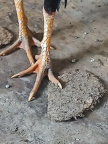 животные на р: Продаю | Петух | Бойцовая | Для разведения — 5