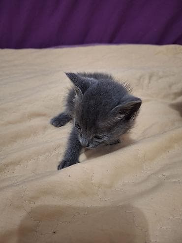 Отдам даром кошку: 2 месяца, Девочка — 1