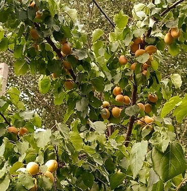 Абрикосы: Продаю Каролевский 🍊 Сочный и сладкий, АБРИКОС размер как яица,Я сама — 1