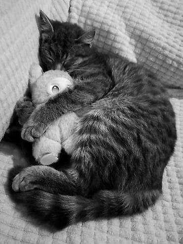 цена вислоухой кошки: Кошка даром: Беспородная, 1 год, Девочка — 4