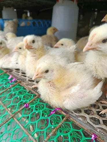 индюшата бишкек: Продаю 10 суточные цыплята бройлеров 45/дней и будет готово на забой — 4