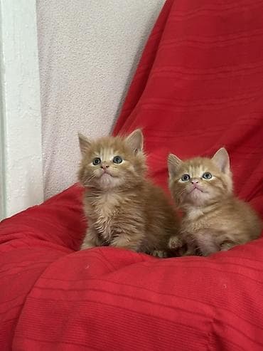 янтарный: Лесная, 1 месяц, Мальчик, Рыжий, Приучена к лотку — 4