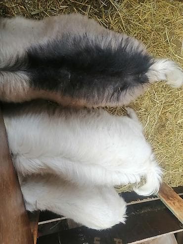 Аквариумдар: Сатам | Эчки (ургаачы) | Көбөйтүү үчүн — 3