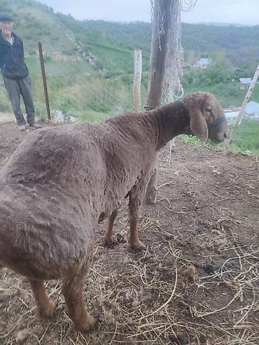 баран живой: Продаю | Баран (самец) | Арашан | Для разведения | Племенные — 5