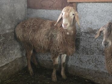 продается кошка: Продаю | Баран (самец) | Гиссарская — 3