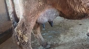 быка: Продаю | Корова (самка) | Для молока | Привязанные — 2