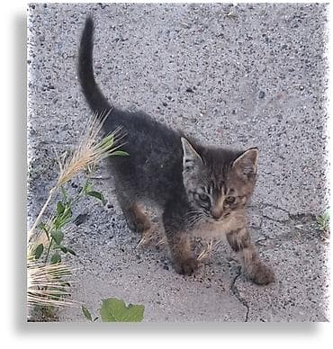 где взять котенка бесплатно: SOS! Малыши-котята оказались в гараже. Спасите их, пожалуйста! — 5