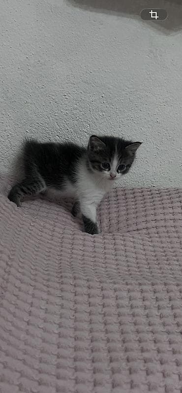 кошки на обувь: Беспородная, 2 месяца, Мальчик, Биколор, Приучена к лотку — 2