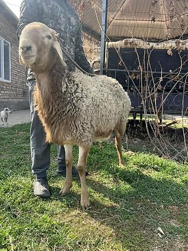 овцы меринос: Продаю | Овца (самка) | Для разведения | Ярка — 3