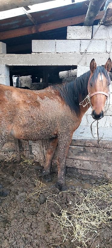 Кошки: Продаю | Жеребец | Рабочий — 1