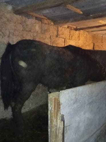 петух купить: Продаю | Конь (самец) | Рабочий | Племенные — 3