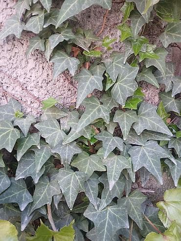 бумажная лоза: Плющ (Hedera helix) — вьющаяся декоративная лиана. 1шт за 50 сом — 1