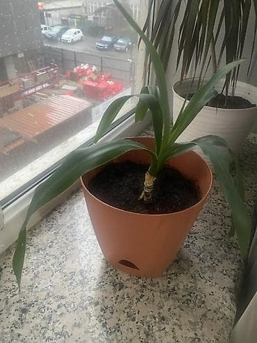 Комнатные растения в горшках 1) Юкка (Yucca) в пластиковом кашпо: -