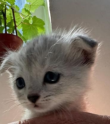 мышык бекер: Котёнок шотландская вислоухая 1.5 мес. приучен к лотку пет молоко — 1