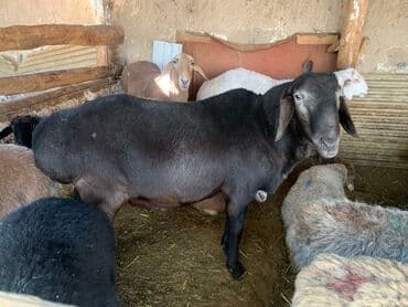 отдам даром охотничью собаку: Продаю | Баран (самец) | Для разведения | Племенные — 1