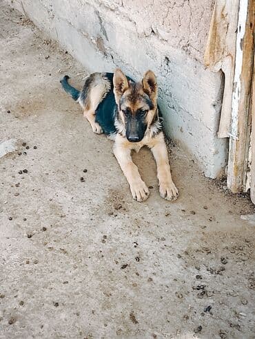 Вязка собак: Немецкая овчарка - Порода: немецкая овчарка (чёрно‑рыжий окрас). - На — 2