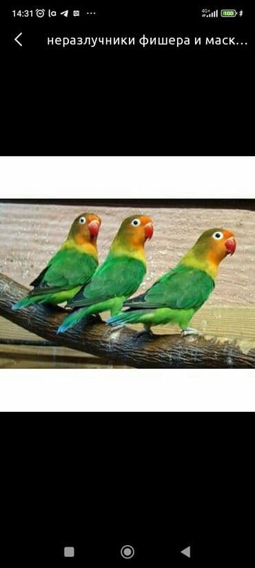 зеленый волнистый попугай: Попугаи. Неразлучники. Так же есть и другие породы Волнистые, Кареллы — 2