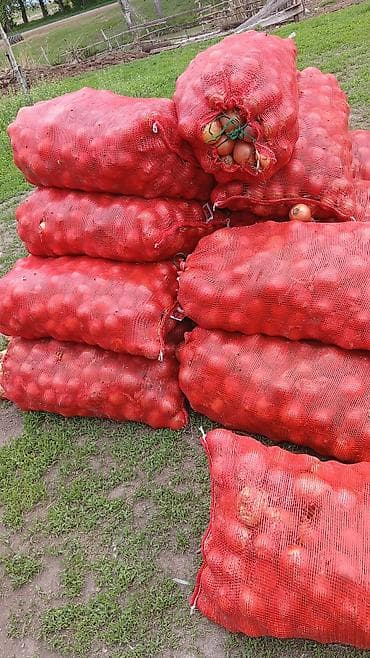 животные для дома: Лук Оптом, Бесплатная доставка — 2