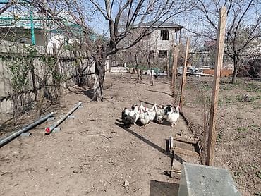 петух леггорн: Продаю | Куры | Для разведения — 6