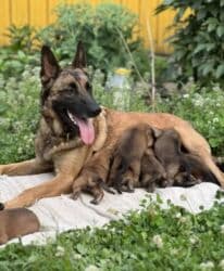 куда можно отдать собаку в бишкеке: Бельгийская овчарка, 2 месяца, Самец — 10