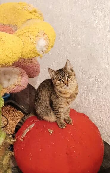 кошачий корм оптом: Беспородная, 4 месяца, Мальчик, Приучена к лотку, Проглистована — 5