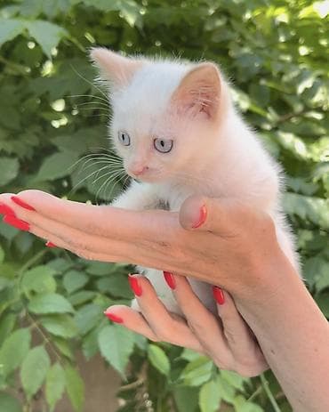 кошка котёнок: Кошка даром: Беспородная, 3 месяца, Мальчик, Приучена к лотку, Проглистована — 4
