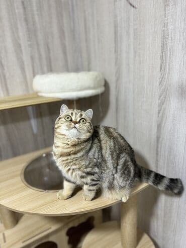 сколько стоит скоттиш фолд: Скотиш Фолд (Шотландская вислоухая), 6 месяцев, Мальчик, Золотая шиншилла, С документами, С прививками, Приучена к лотку — 22