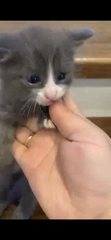 Котята, домашний помет. Описание: - Милые котята с разным окрасом — 2