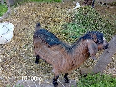 кой аштоо: Продаю | Коза (самка) | Для разведения — 2