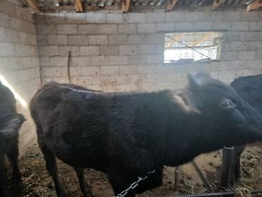 телка на забой: Продаю | Бык (самец) | На откорм | Привязанные — 9