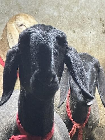 пчелка б у: Продаю | Овца (самка) | Для разведения | Ярка — 4