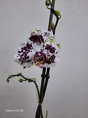 Орхидея фаленопсис с контрастным окрашиванием лепестков: белая основа