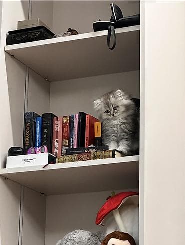 Британская короткошёрстная, 3 месяца, Девочка, Серый, Приучена к лотку, Проглистована at lalafo.kg Британская короткошёрстная, 3 месяца, Девочка, Серый, Приучена к лотку, Проглистована