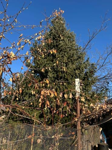 прихожка шкаф: Саженцы деревьев: Ели — 3