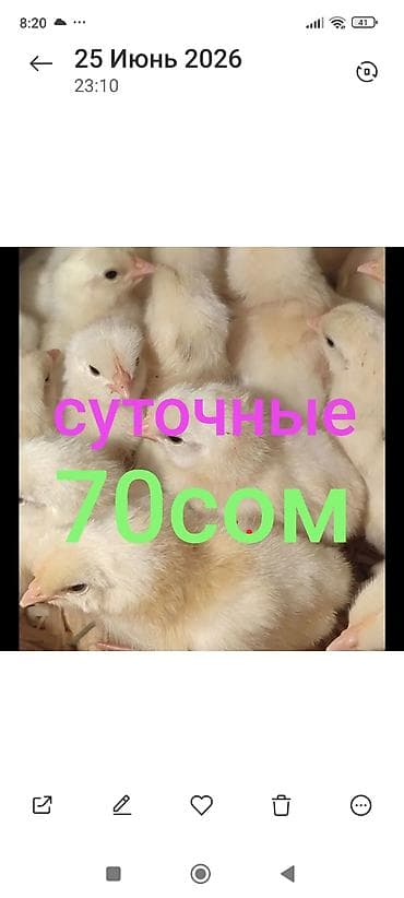 С/х животные и товары: Продаю | Цыплята | Леггорн | Для разведения, Несушки — 1
