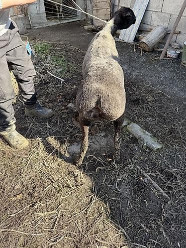 продажа овец: Продаю | Овца (самка) | На забой, Для разведения | Кастрированные, Матка — 7