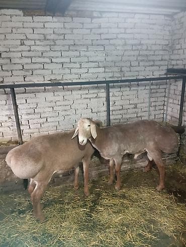 кажи сай: Продаю | Овца (самка) | Эдильбаевская | Для разведения — 5