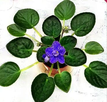 света музука: В продаже взрослые фиалки (цветущие и не цветущие 250-350)детки — 5