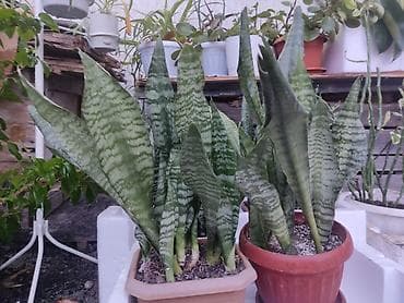 лимоны купить: 🪴🌵🌱 — 6