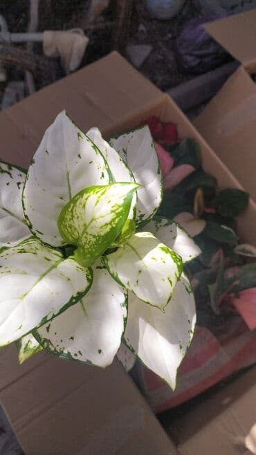 цветы уличные: Филодендроны, аглаонемы, гибискус, Антуриум красный — 9