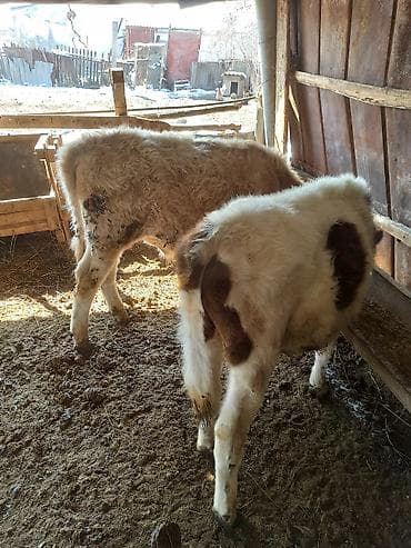 Куплю с/х животных: Продаю | Музоо, торпок | На откорм | Привязанные — 2