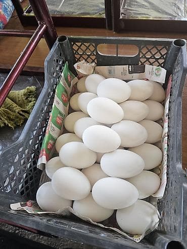 клетка для кур: Продам 3 гусей и яйца 31шт — 3