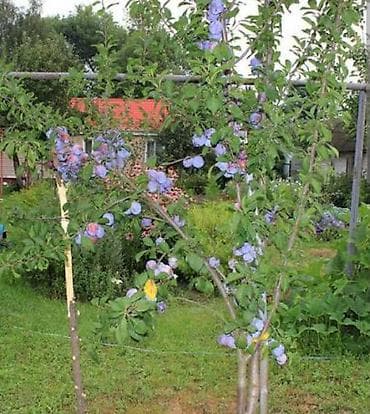 штамбовые: Обрезка плодовых деревьев (сад) Обработка от насекомых и вредителей — 5