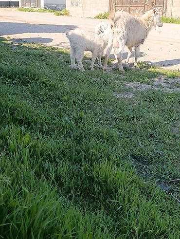 теке сатылат: Сатам | Эчки (ургаачы) | Сүт алуу үчүн — 4